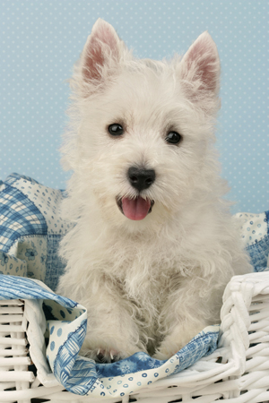 Westie in Basket DP367