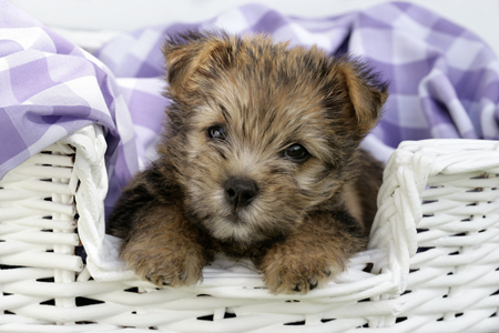 Puppy in Basket DP368