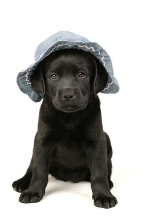 Black Lab & Hat DP371