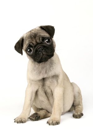 Pug Puppy DP378