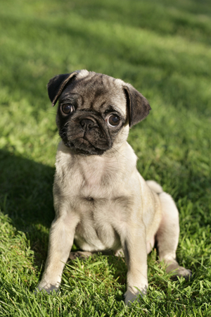 Pug on Lawn DP379