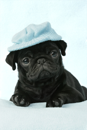 Black Pug in Hat DP384