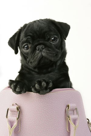 Pug in Bag DP386