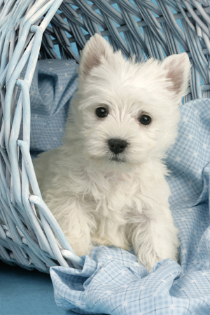 Westie in Basket DP387