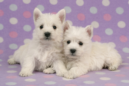 Two Westies DP389