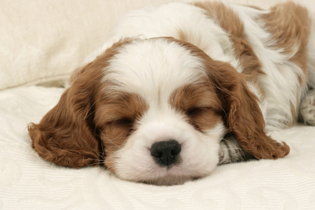 Sleeping Puppy DP392