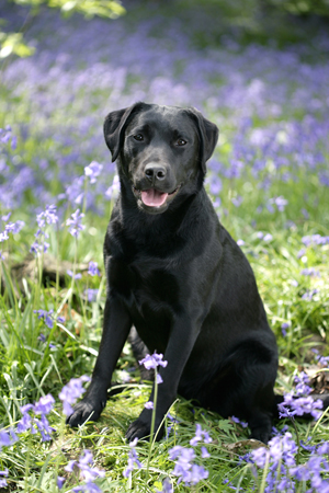 Black Lab in Field DP395