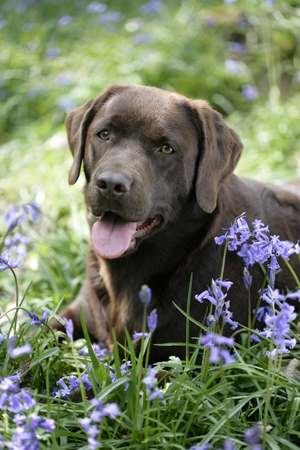 Chocolate Lab in Field DP396