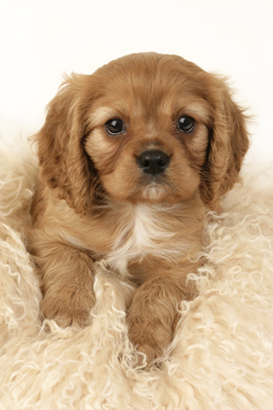 Puppy on Rug DP401