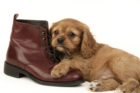 Puppy & Shoe DP402