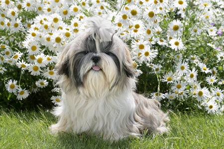 Dog in Garden DP403