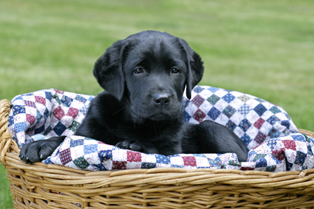 Dog in Basket DP408