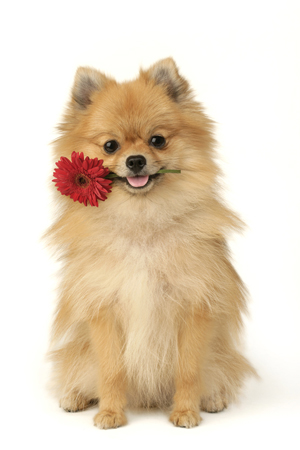 Dog with Flower DP409