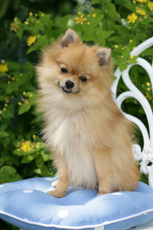 Pomeranian on Chair DP410