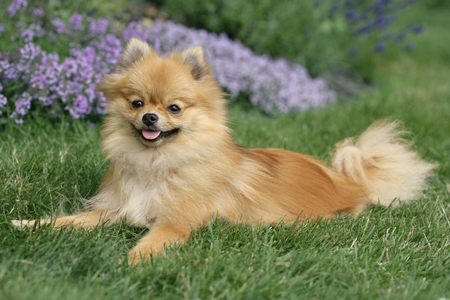 Pomeranian in Garden DP411