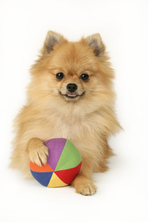 Pomeranian & Ball DP412