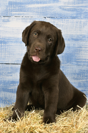 Chocolate Lab DP414