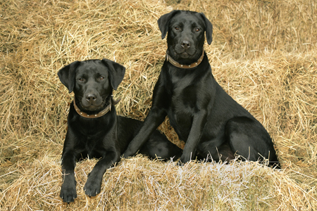 Dogs on Hay DP416