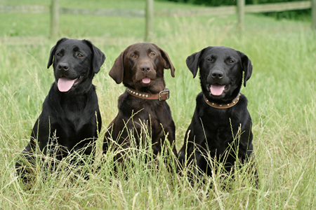 Three Dogs DP418