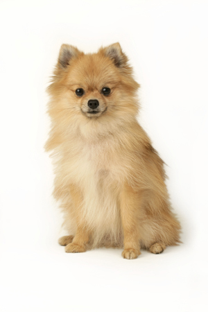 Pomeranian DP419