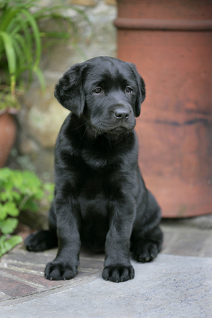 Black Lab DP421