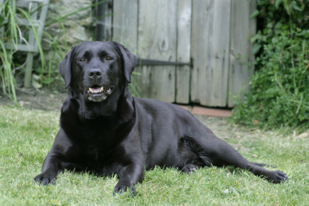 Black Lab in Garden DP423