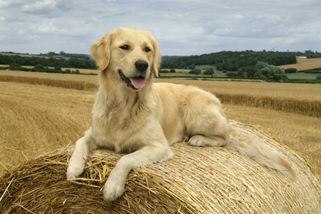 Lab on Hay Stack DP425