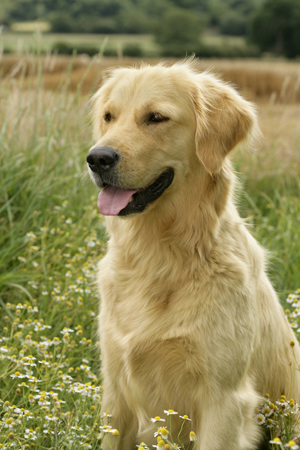 Golden Retriever in Field DP249