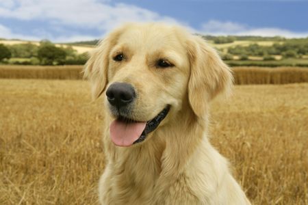 Golden Retriever DP430