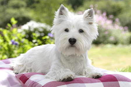 Westie in Garden DP431