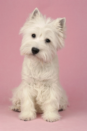 Westie on Pink Backdrop DP432