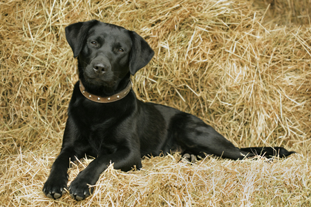 Black Lab DP417