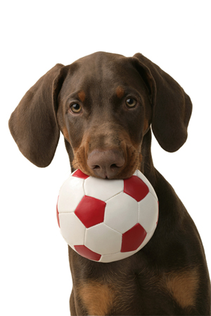 Dog with Ball DP434