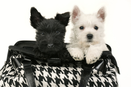 Dogs in Bag DP435