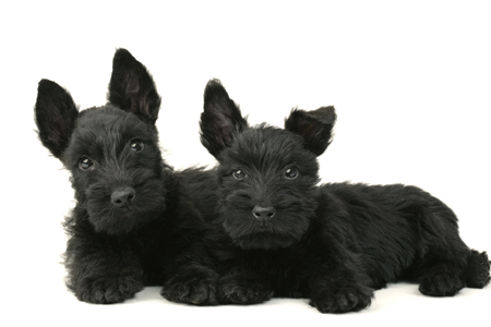 Two Black Westies DP437