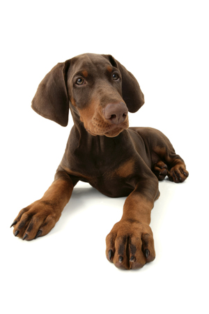 Doberman Puppy DP439