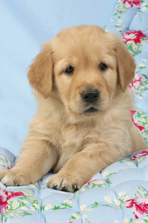 Golden Retriever Pup DP452