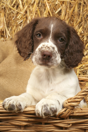 Puppy & Hay DP455