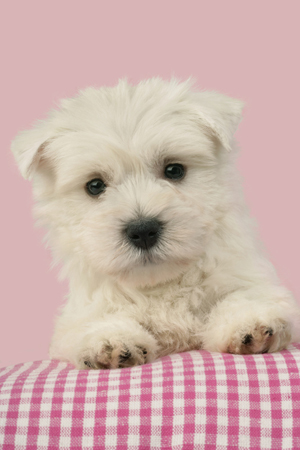 Westie Puppy DP456