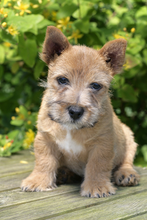 Dog in Garden DP463