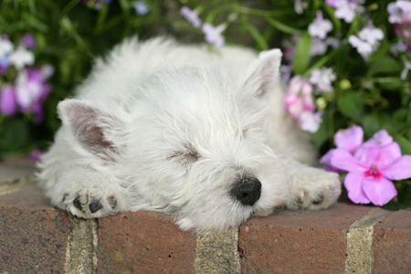 Dog on Wall DP464