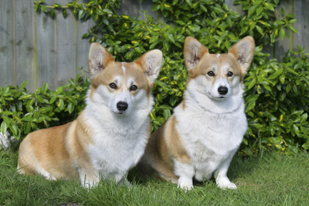 Two Corgis DP470