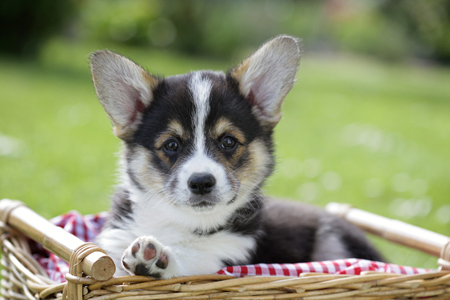 Corgi in Basket DP471