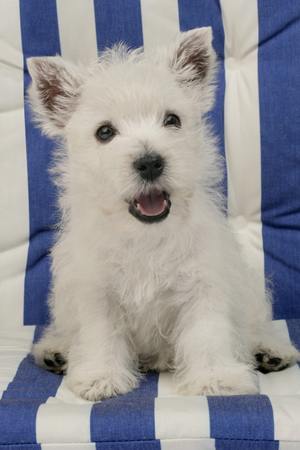 Westie on Chair DP475