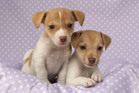 Jack Russell Puppies DP477