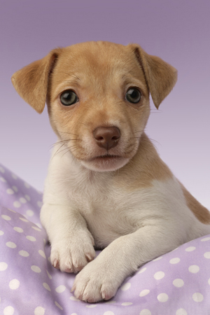 Jack Russell Puppy DP478