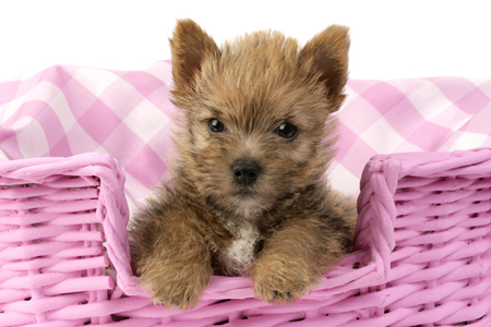 Puppy in Basket DP481