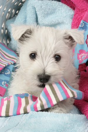 Dog with Sock DP489