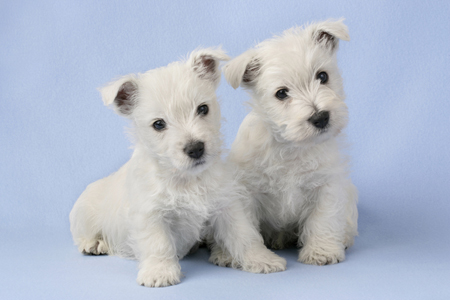 Two Puppies DP490