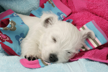 Sleeping Puppy DP491